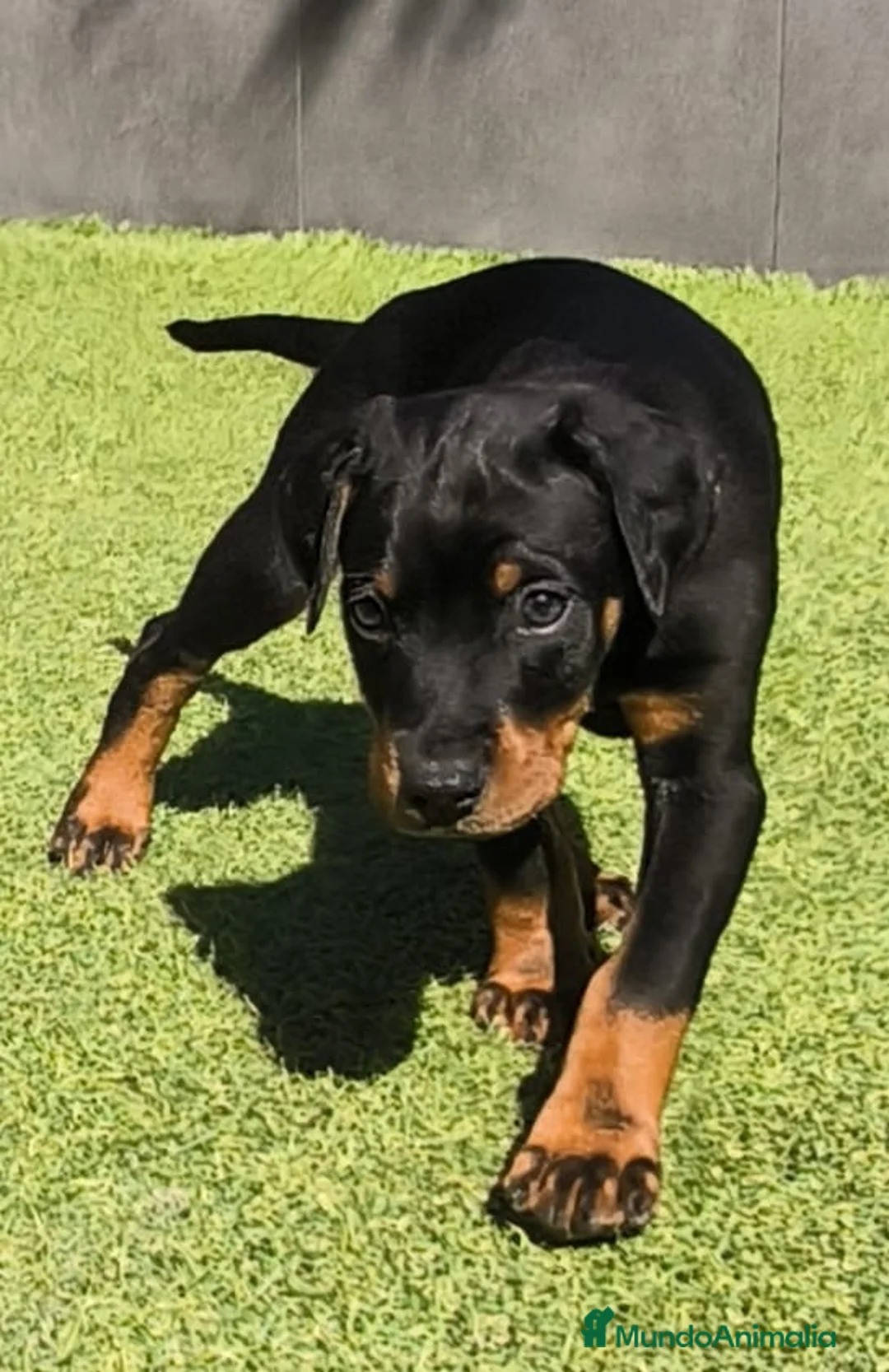 Dobermann perros en venta: Doberman línea europea macho n/f - Anuncio 6