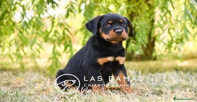 Rottweiler perros - Anuncio 5