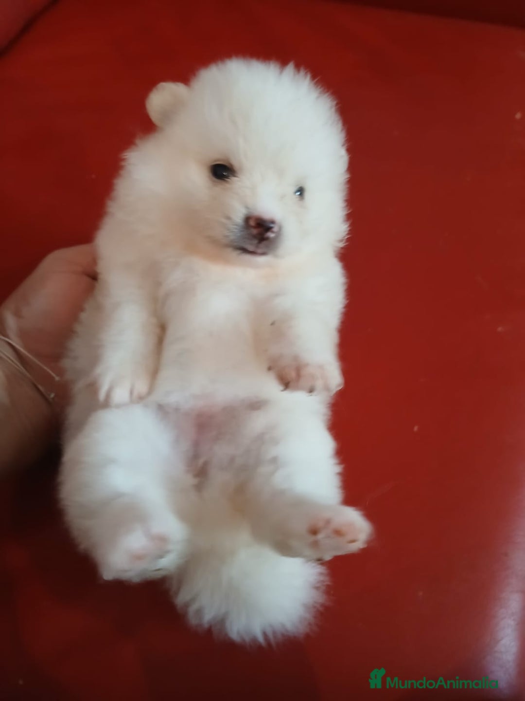 Pomerania perros en venta: Pomerania Lulu  - Imagen 5