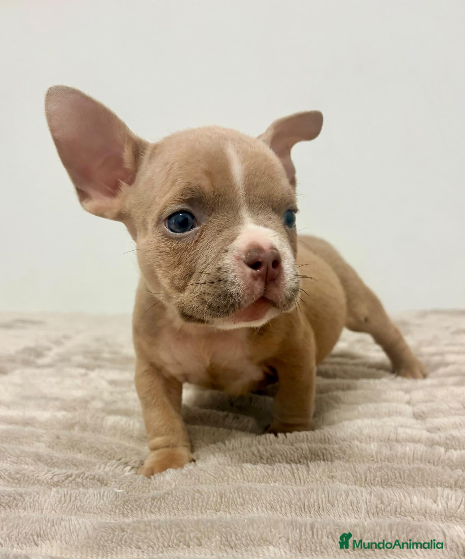 American Bully perros American Bully - Anuncio 3