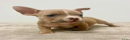 American Bully perros en venta: American Bully - Anuncio 1