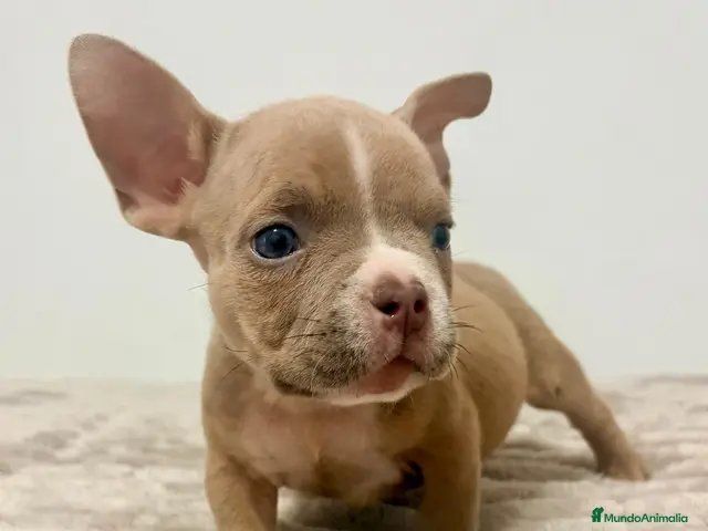 American Bully perros American Bully - Anuncio 2