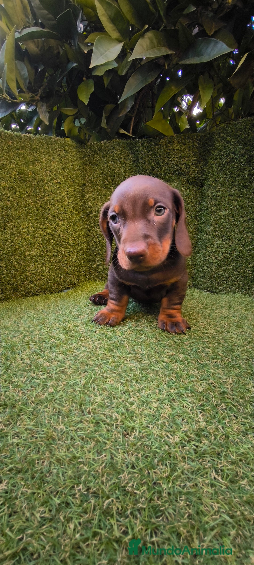 Teckel Miniatura perros en venta: camada de teckel miniatura varios colores  - Anuncio 3