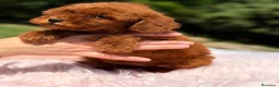 Caniche Toy perros en venta: Caniche Toy rojo  - Anuncio 2