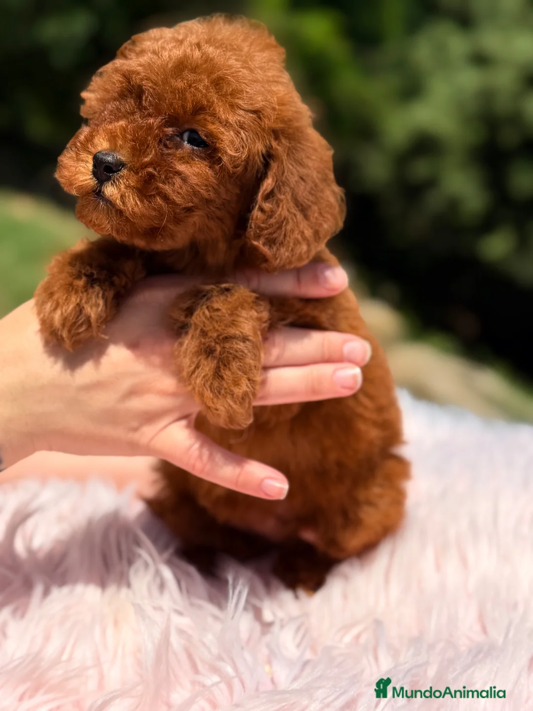 Caniche Toy perros en venta: Caniche Toy rojo  - Anuncio 2