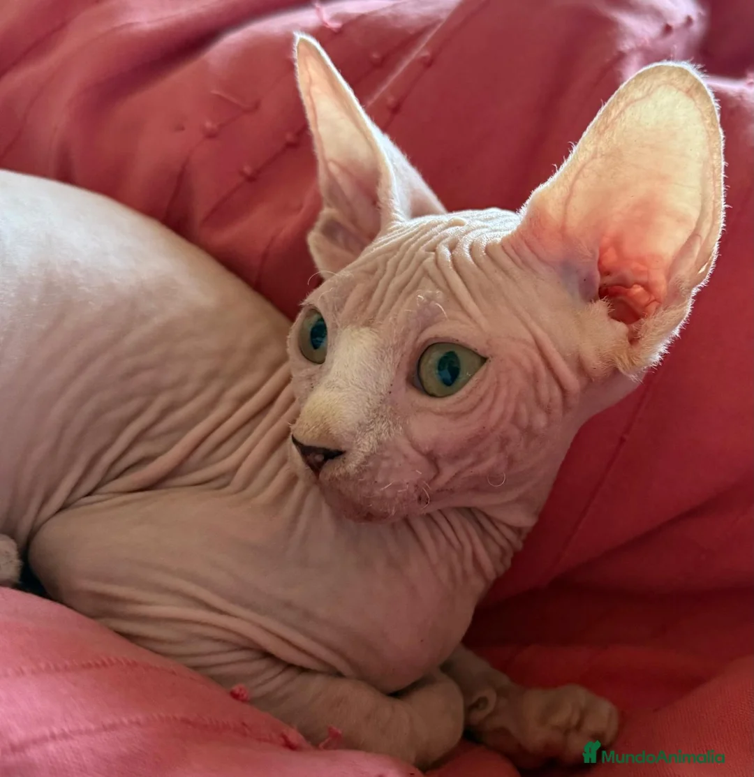 Sphynx gatos en venta: Gatitas sphynx color blanco y negro  - Anuncio 2