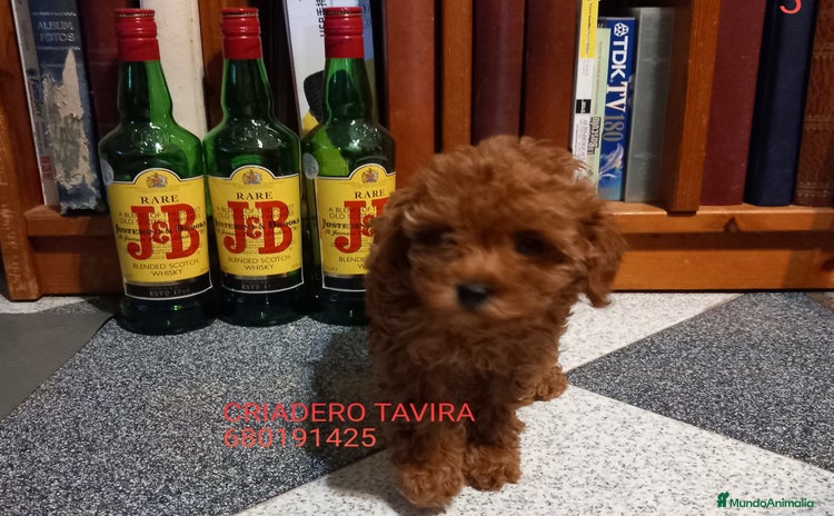 Caniche Toy perros Cachorro Caniche Mini Toy Rojo Hembra. - Anuncio 1