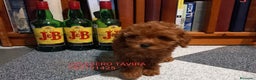 Caniche Toy perros en venta: Cachorro Caniche Mini Toy Rojo Hembra. - Anuncio 1