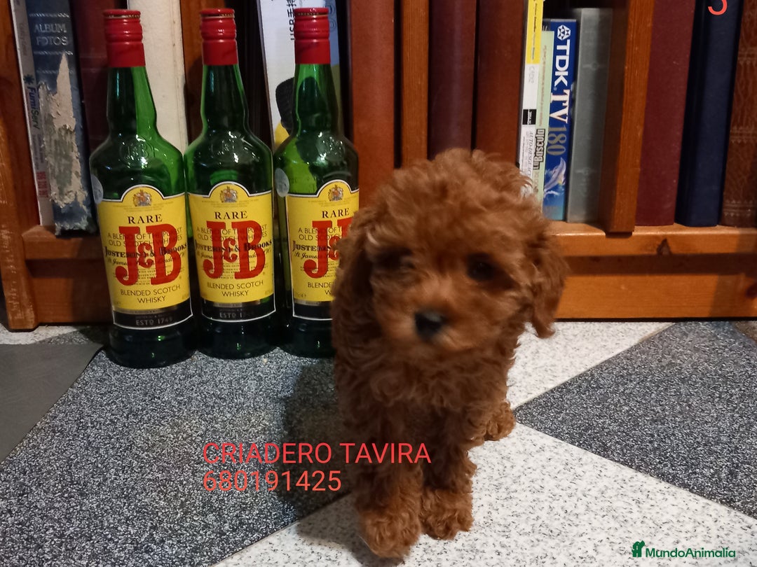 Caniche Toy perros en venta: Cachorro Caniche Mini Toy Rojo Hembra. - Anuncio 1