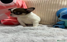 Chihuahua perros en venta: Chihuahua toy rusos - Imagen 12