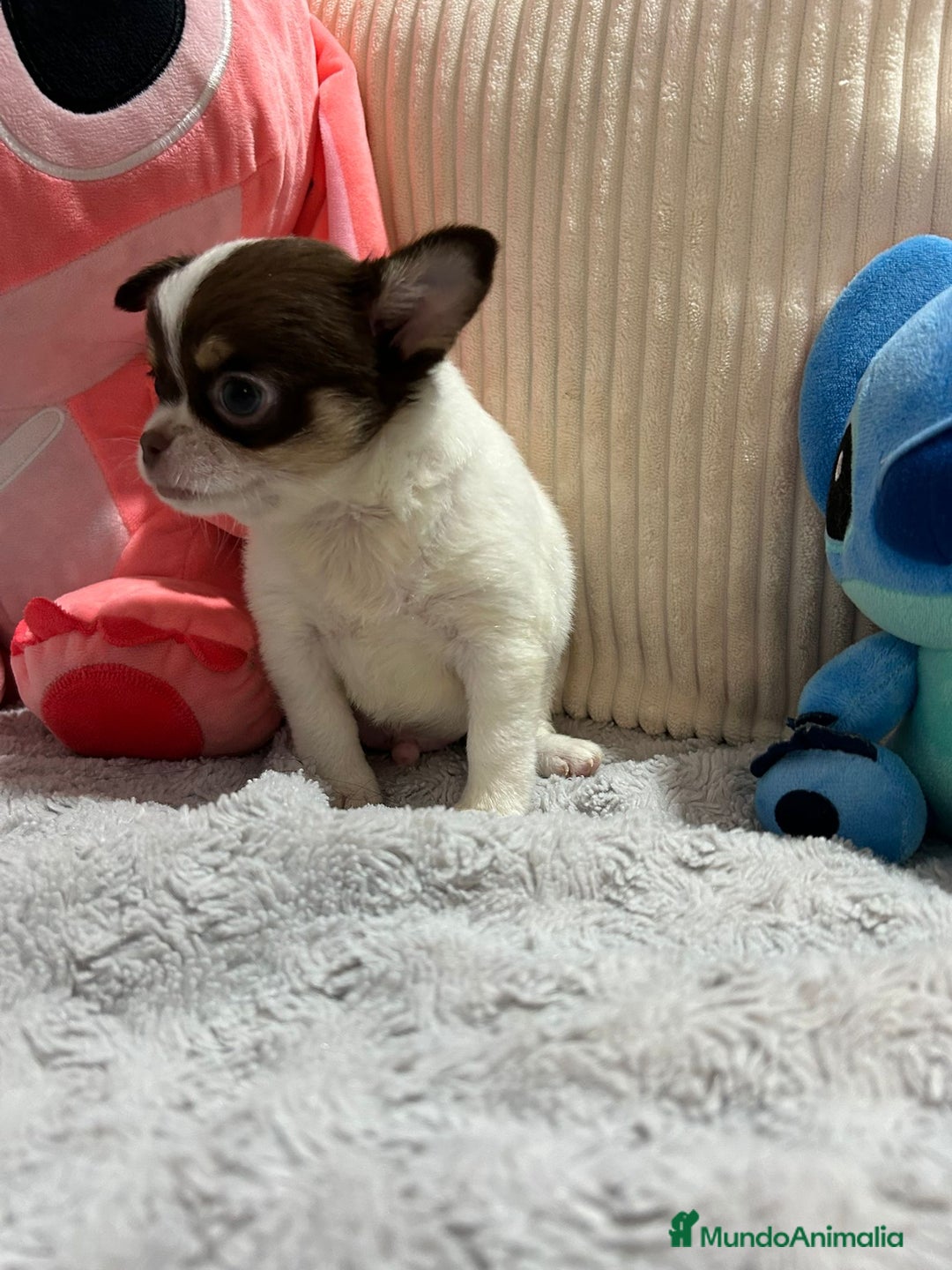 Chihuahua perros en venta: Chihuahua toy rusos - Imagen 12