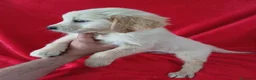 Golden Retriever perros en venta: Golden Retriever  - Anuncio 2