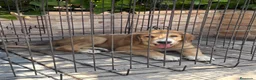 Pastor de Asia Central perros en venta: Cachorra de Alabai  - Anuncio 5