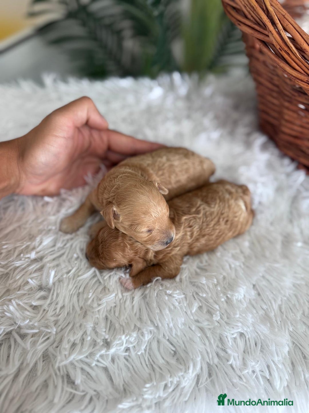 Caniche Toy perros en venta: CANICHE TOY HEMBRA - Imagen 2