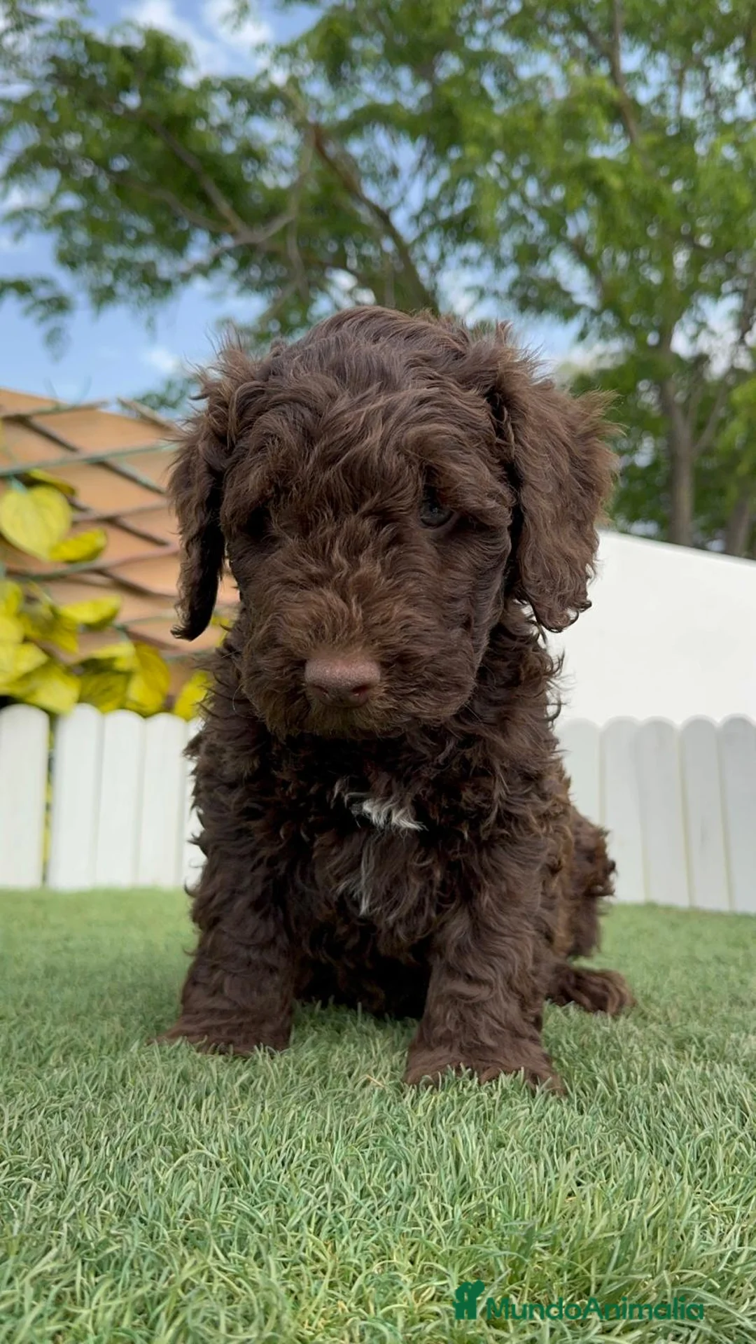 Perro de Agua Español perros en venta: PERRO DE AGUA ESPAÑOL - Anuncio 1