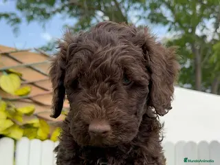 Perro de Agua Español perros PERRO DE AGUA ESPAÑOL - Anuncio 2