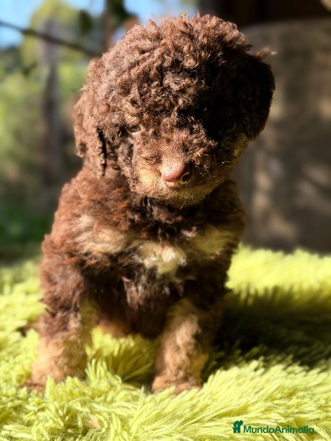 Perro de Agua Español perros en venta: PERRO DE AGUA ESPAÑOL CHOCOLATE  - Anuncio 5