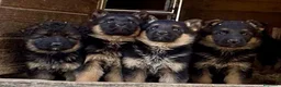 Pastor Alemán perros en venta: pastor alemán belleza alto standing - Anuncio 12