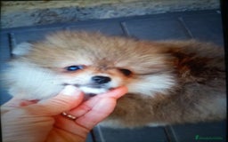 Pomerania perros en venta: Precioso Lulú pomerania Toy,carita de osito - Imagen 3