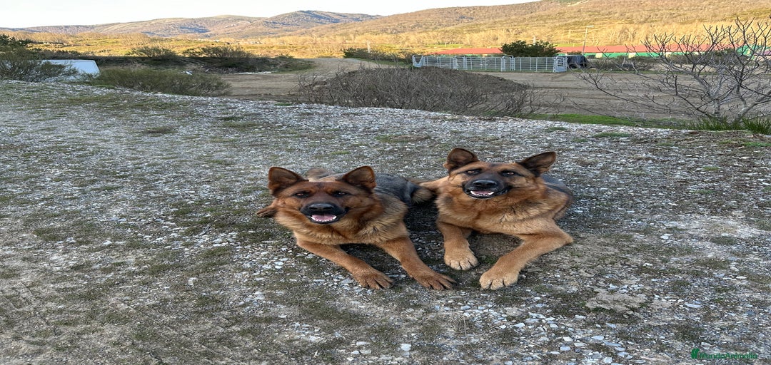 Imagen de galería {{count}}