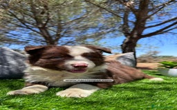 Border Collie perros en venta: BORDER COLLIE CHOCOLATE CRIADERO - Imagen 5