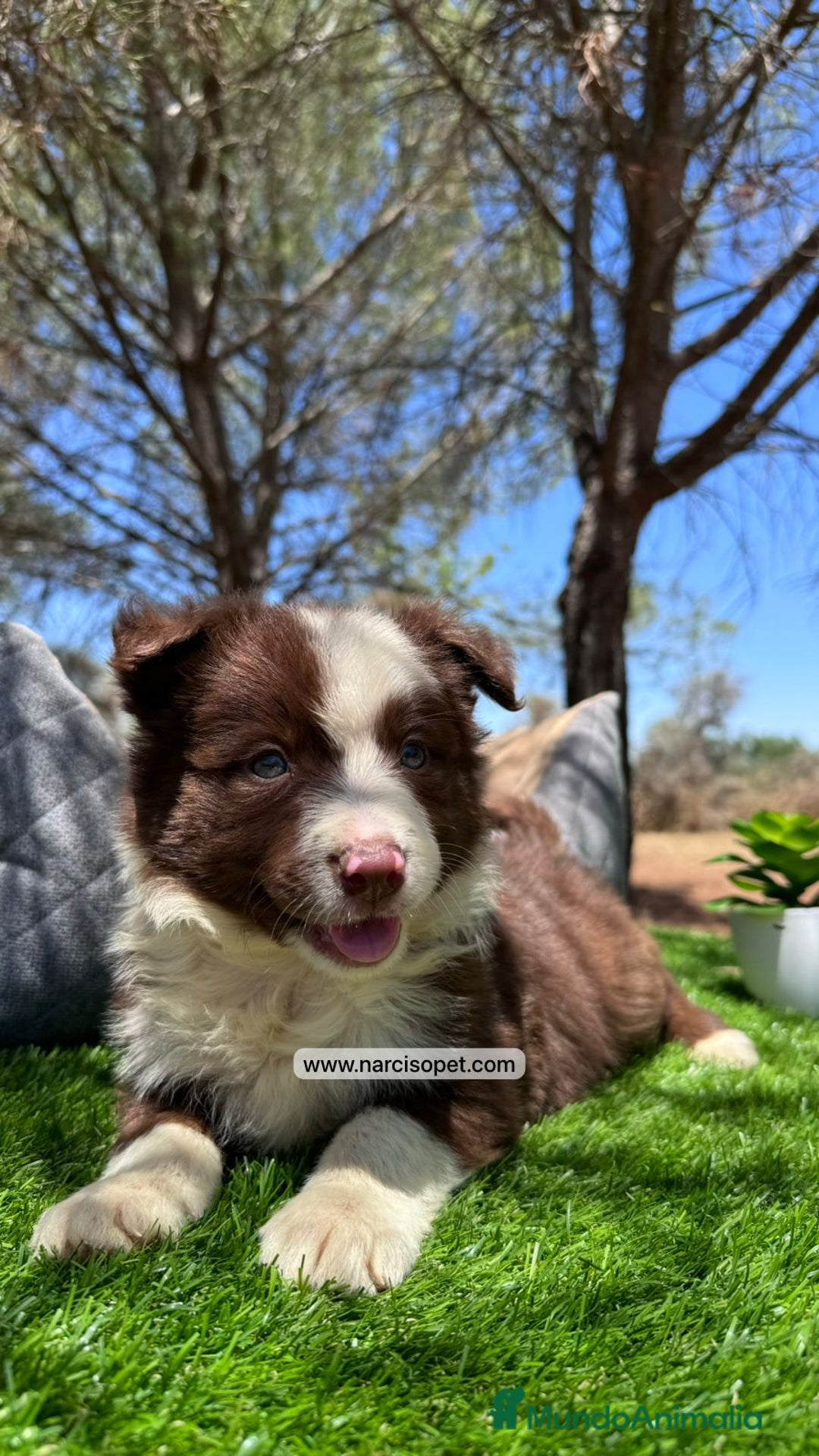 Border Collie perros en venta: BORDER COLLIE CHOCOLATE CRIADERO - Imagen 5