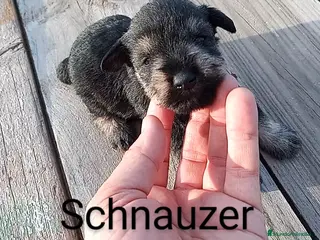Schnauzer Miniatura perros Camada Schnauzer 2 en Almería - Anuncio 3