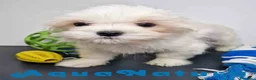 Bichón Habanero perros en venta: Bichon Habanero Macho 6220 AQUANATURA - Anuncio 3