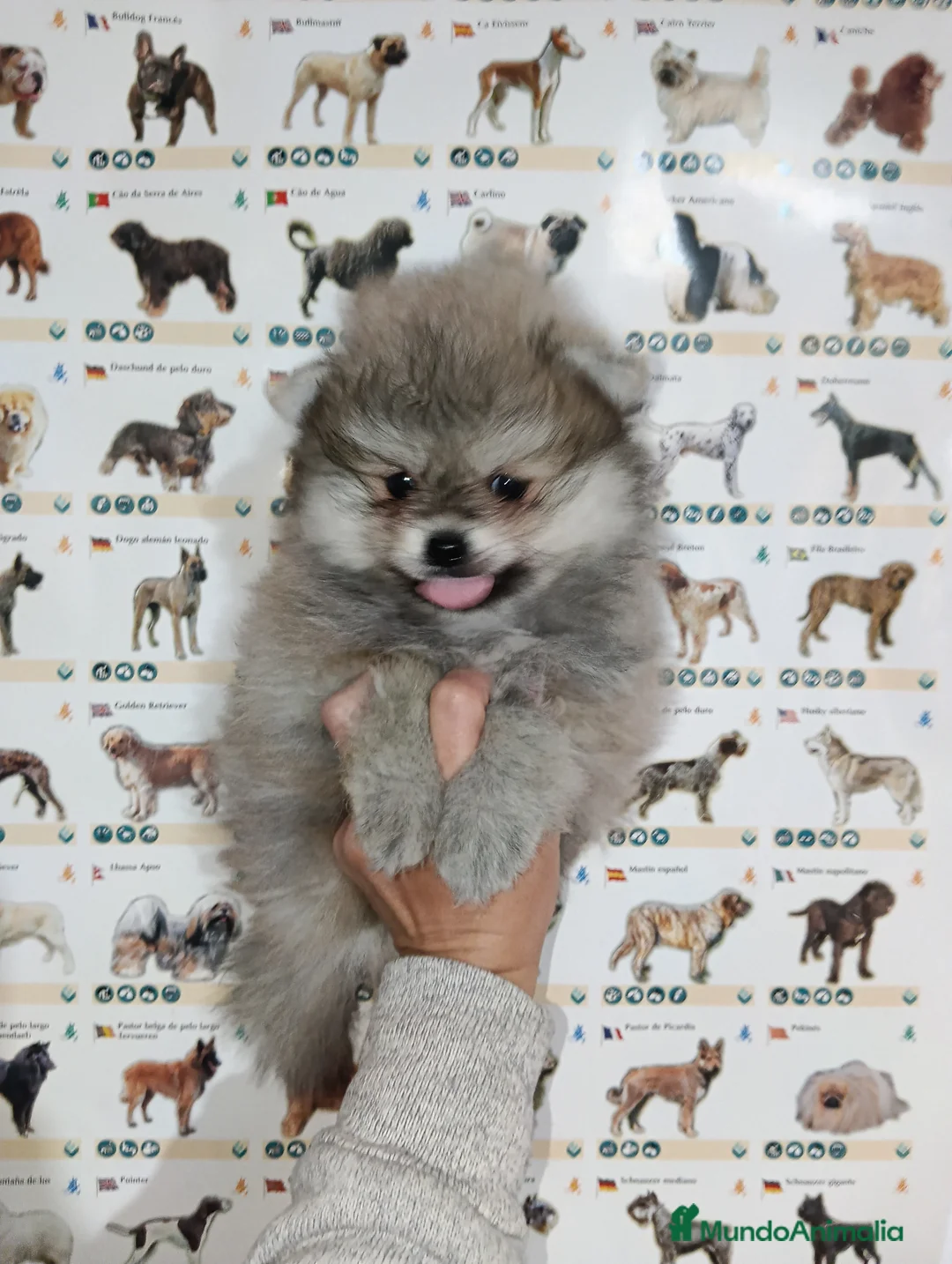 Pomerania perros en venta: Pomerania de lulu - Anuncio 3