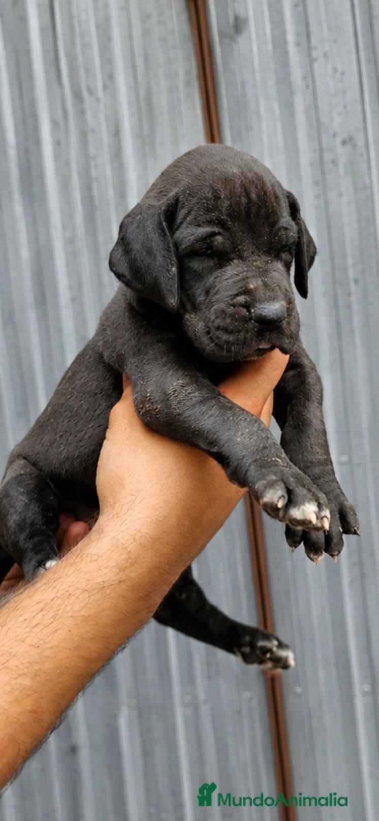 Dogo Alemán perros Cachorra  gran danes - Anuncio 5