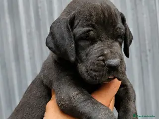 Dogo Alemán perros Cachorra gran danes - Anuncio 5