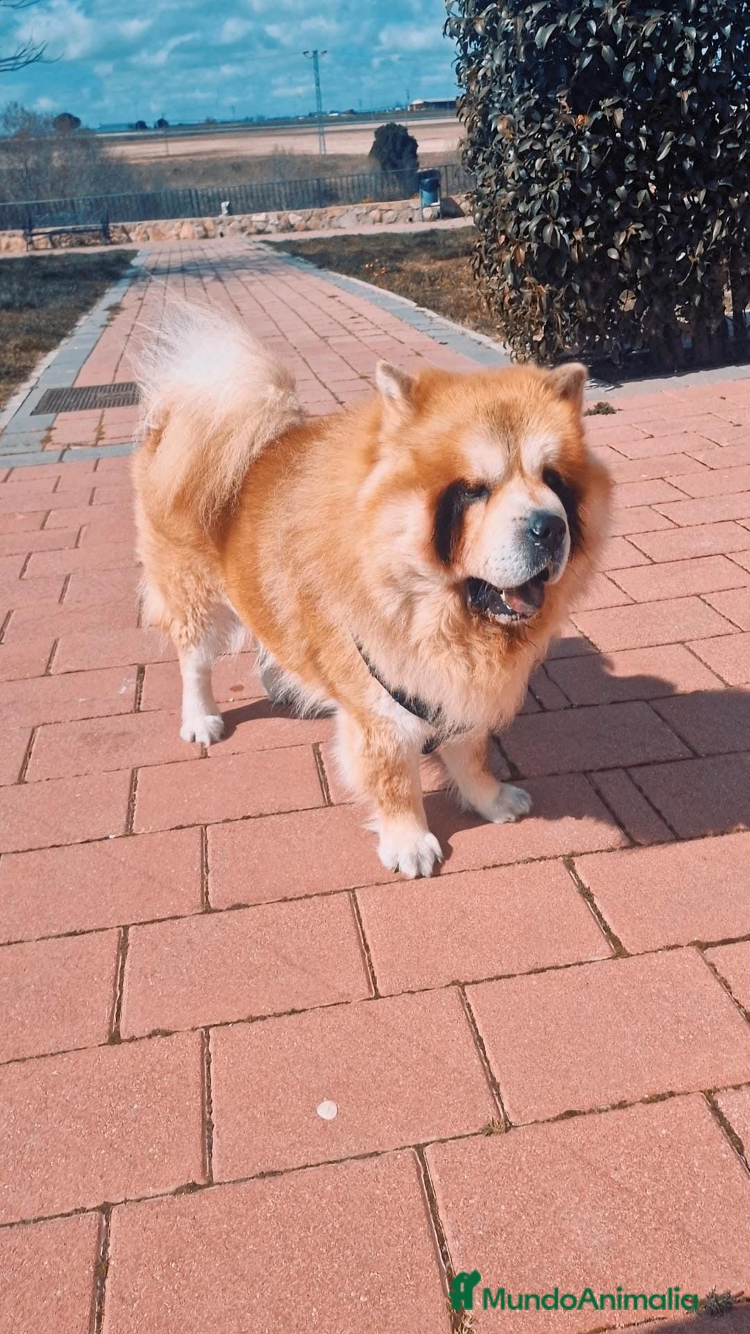 Chow Chow perros Macho cachorro de Chow Chow  - Anuncio 2