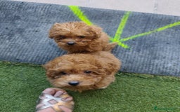 Caniche Toy perros en venta: Espectacular camada caniche toy  - Imagen 6