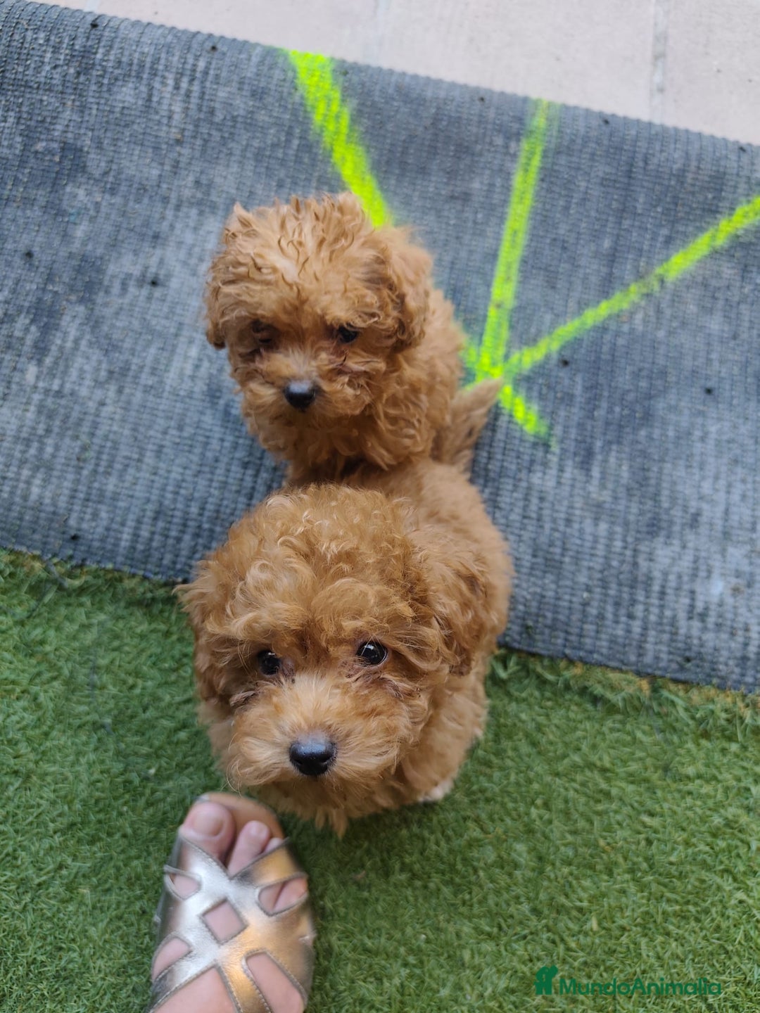 Caniche Toy perros en venta: Espectacular camada caniche toy  - Imagen 6