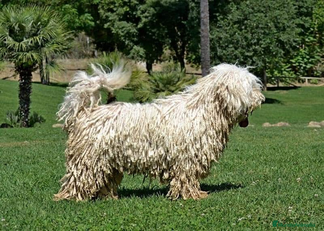 Perro de Agua Español perros en venta: cachorro macho perro de agua español - Imagen 9