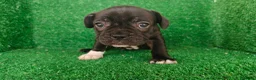 Bulldog Francés perros en venta: Bulldog francés  - Anuncio 12