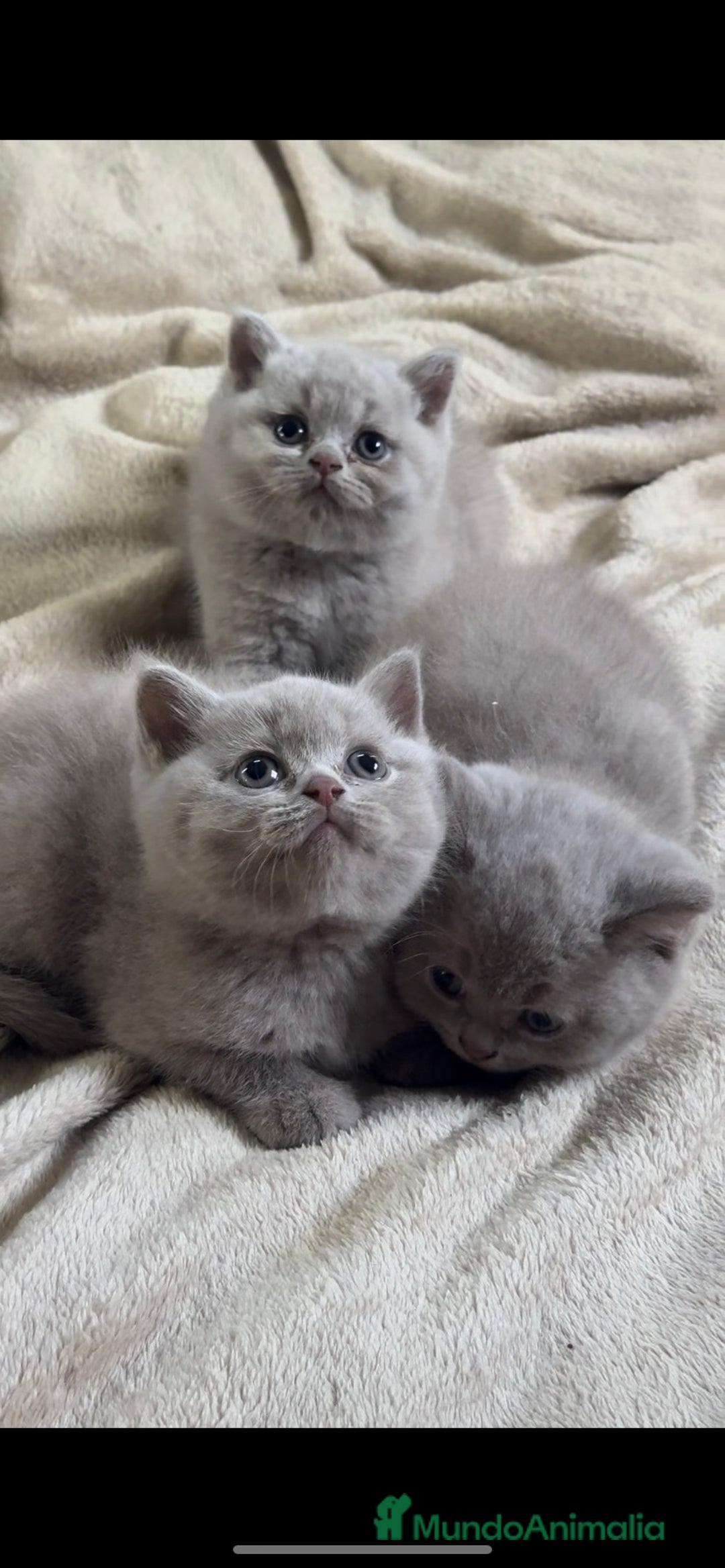 Británico de Pelo Corto gatos en venta: Cachorros British Shorthair  - Imagen 1