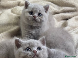 Británico de Pelo Corto gatos - Anuncio 19