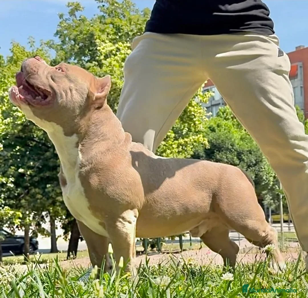 American Bully perros en venta: American bully pocket  - Anuncio 11