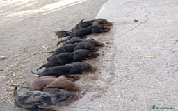 Teckel perros en venta: Teckel kanichen  - Imagen 1