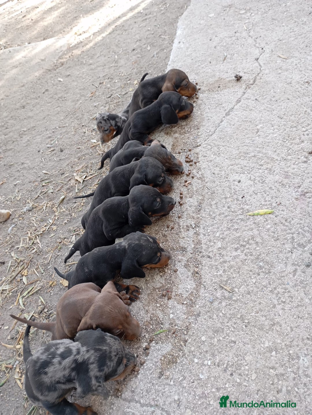 Teckel perros en venta: Teckel kanichen  - Imagen 1