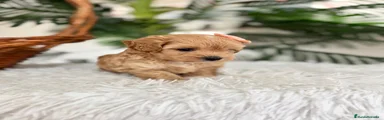 Maltipoo 1
