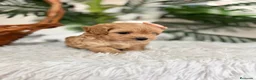 Maltipoo perros en venta: MALTIPOO HEMBRA - Anuncio 4