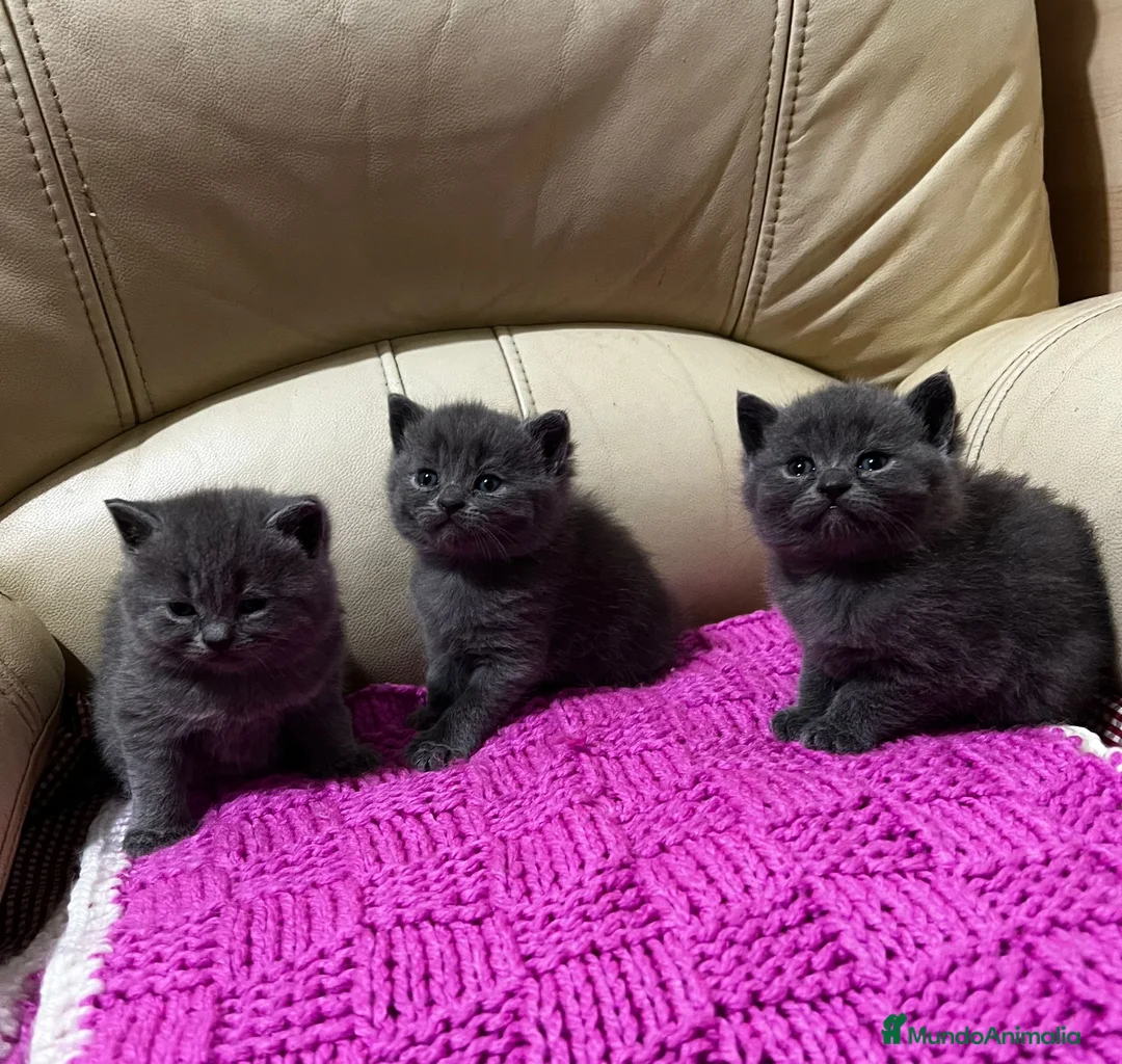 Británico de Pelo Corto gatos en venta: Cariñosos Britthis shorthair negros  en Madrid - Anuncio 1