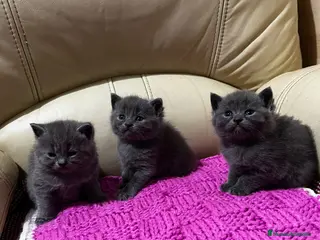 Británico de Pelo Corto gatos Cariñosos Britthis shorthair negros en Madrid - Anuncio 7