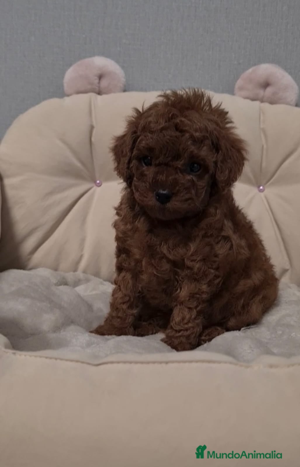 Caniche Toy perros Cachorros caniche toy - Anuncio 1