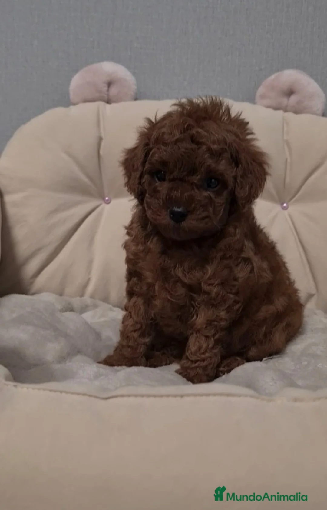 Caniche Toy perros en venta: Cachorros caniche toy - Anuncio 1