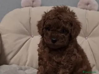 Caniche Toy perros Cachorros caniche toy - Anuncio 1