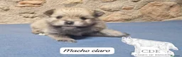 Pomerania perros en venta: Pomeranias sables y crema - Anuncio 6