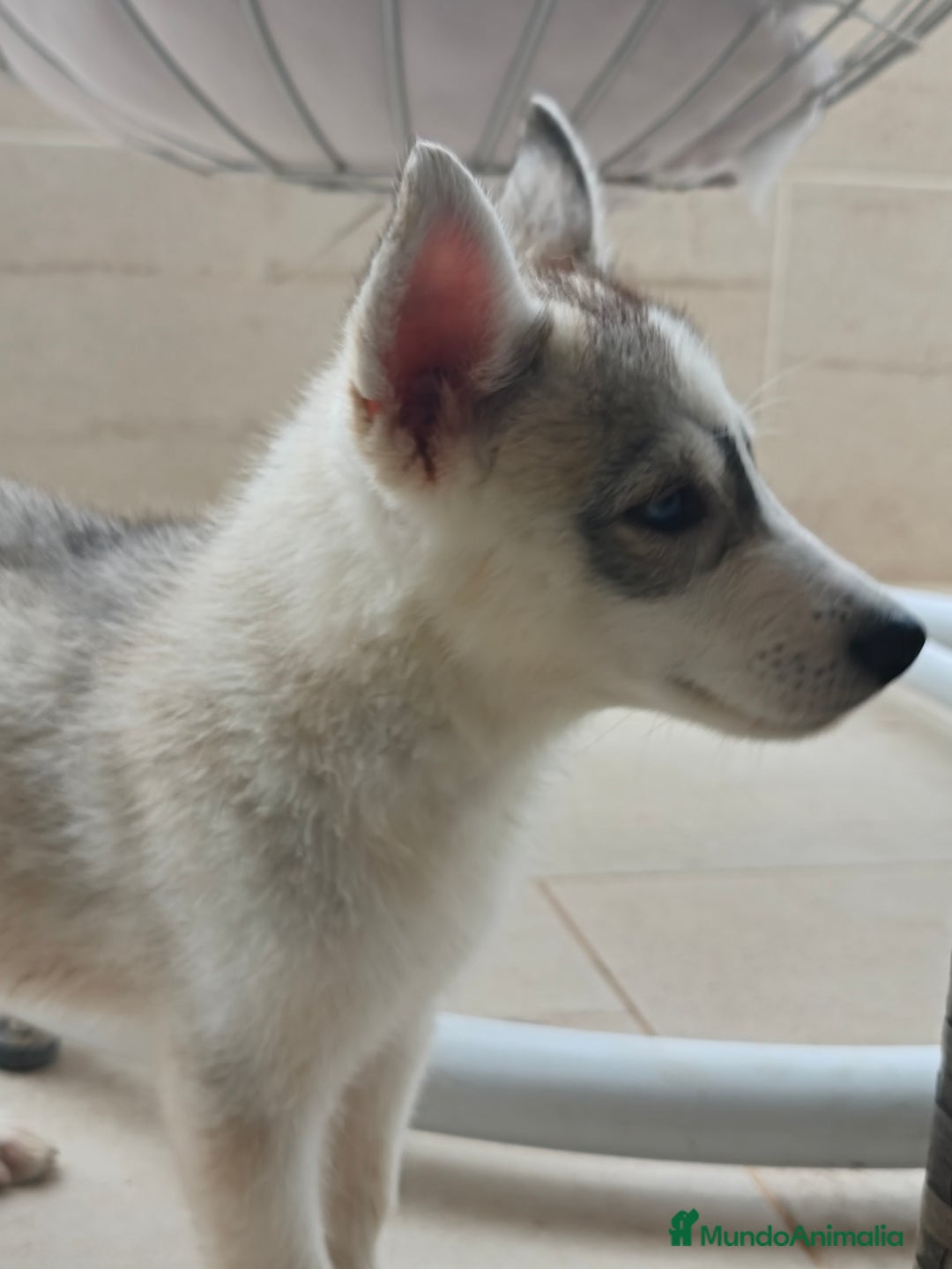 Husky Siberiano perros en venta: Husky siberiano  - Imagen 5